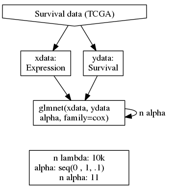 digraph SURV_TCGA_workflow {
             Data [group = g1; shape = invhouse, label = "Survival data (TCGA)"];
             xdata [shape = box; label = "xdata:\nExpression"];
             ydata [shape = box; label = "ydata:\nSurvival"];
             params [group = g1; shape = box; label = "n lambda: 10k\nalpha: seq(0 , 1, .1)        \nn alpha: 11"];
             glmnet [group = g1; shape = box; label = "glmnet(xdata, ydata    \nalpha, family=cox)    "];
             Data -> xdata;
             Data -> ydata;
             xdata -> glmnet;
             ydata -> glmnet;
             glmnet -> glmnet [label = " n alpha   "];

             edge[style=invis];
             glmnet -> params;
     }